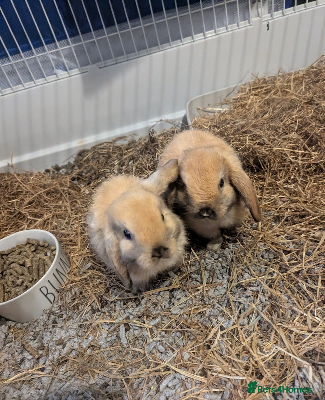 Mini Lop rabbits for sale: Pure bred mini lop doe  - Image 3