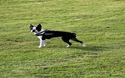 Boston Terrier dogs for stud: Champion Bloodlines KC Boston Terrier Stud Dog in Ebbw Vale - Image 1