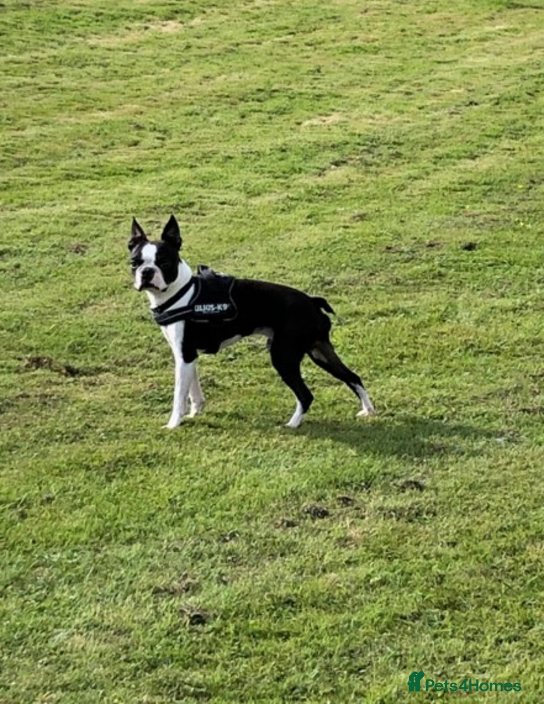 Boston Terrier dogs for stud: Champion Bloodlines KC Boston Terrier Stud Dog in Ebbw Vale - Image 1