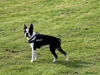 Boston Terrier dogs in Ebbw Vale - Advert 18