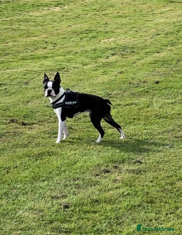 Boston Terrier dogs in Ebbw Vale - Advert 1