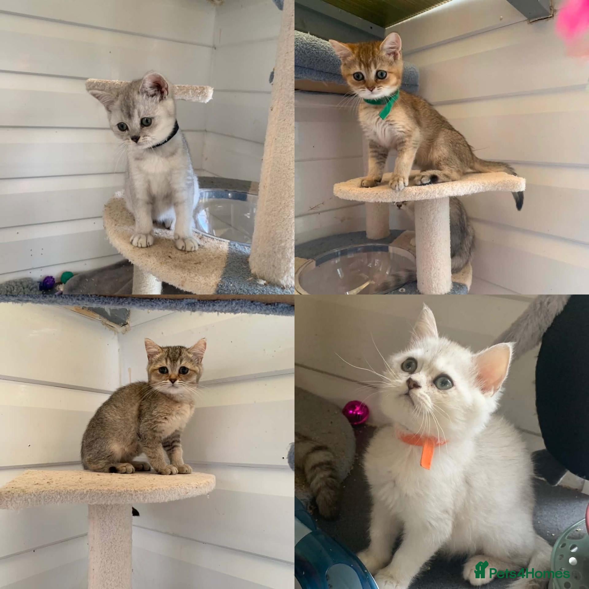 British Shorthair cats BSH Kittens 11 weeks old Shaded colours  - Advert 1