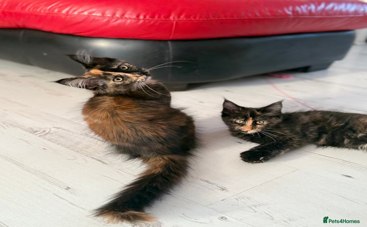 Maine Coon cats - Advert 1