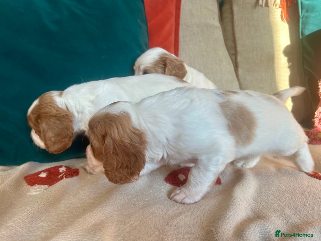 Cockalier dogs for sale: Beautiful Litter of Cavalier King Charles X Cocker - Advert 20