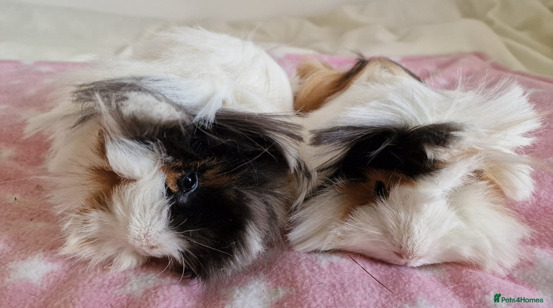 Guinea Pig rodents for sale: Pure Peruvian Sisters - Image 5