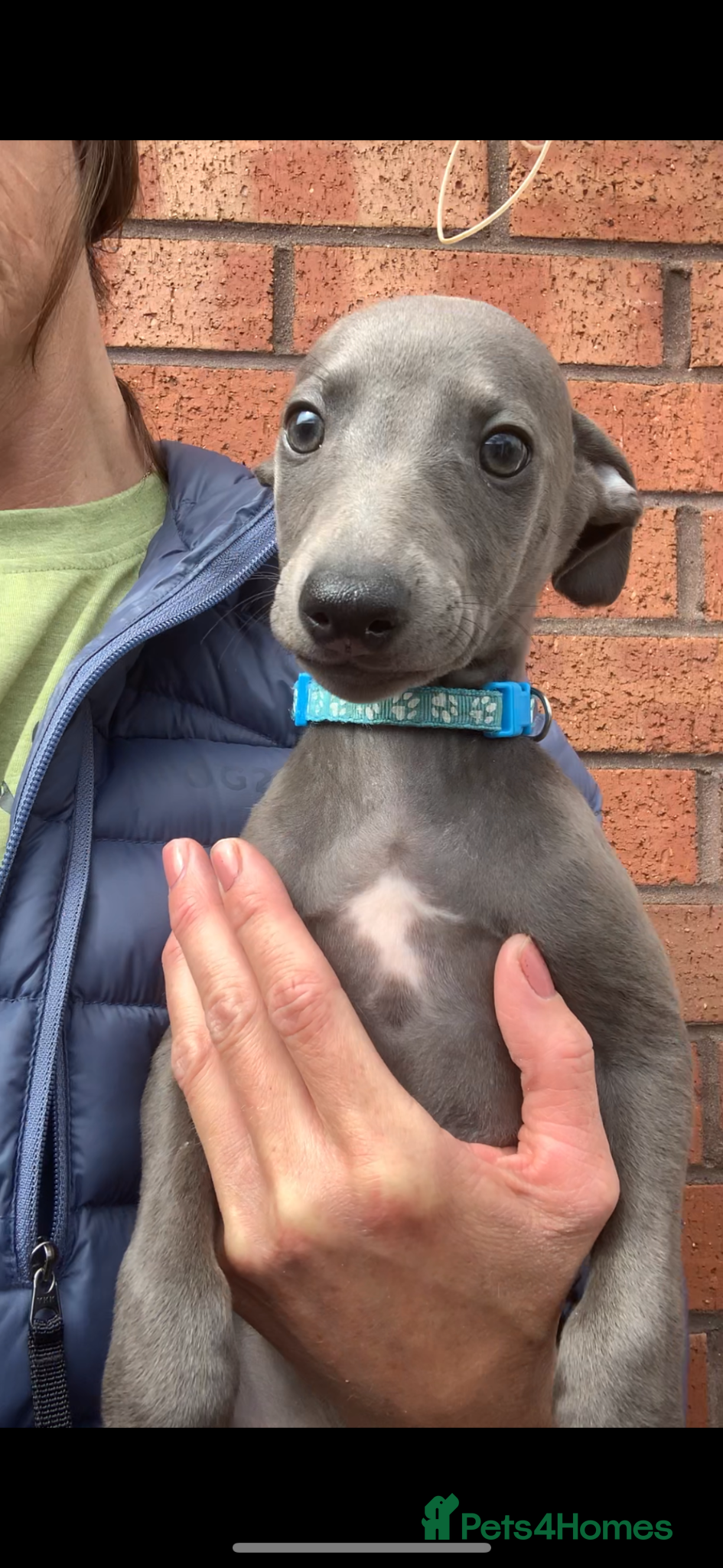 Whippet dogs Blue Kennel Club Registered Whippet pups - Advert 1