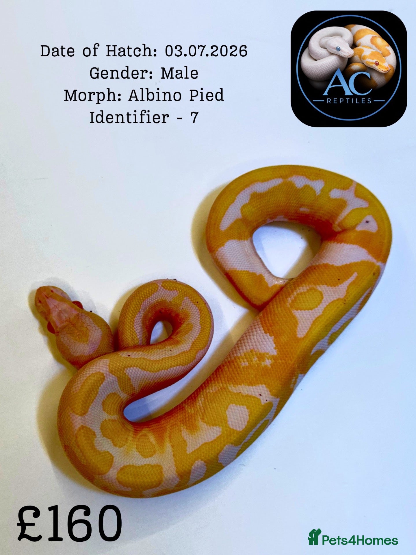 Python Snake reptiles for sale: Ball pythons for sale  - Advert 2