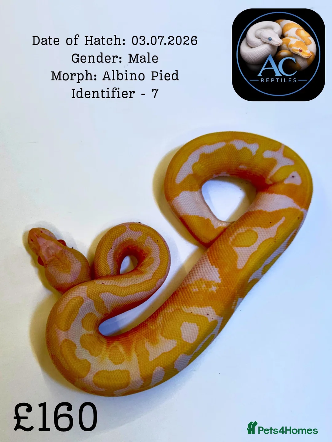 Python Snake reptiles for sale: Ball pythons for sale  - Advert 2