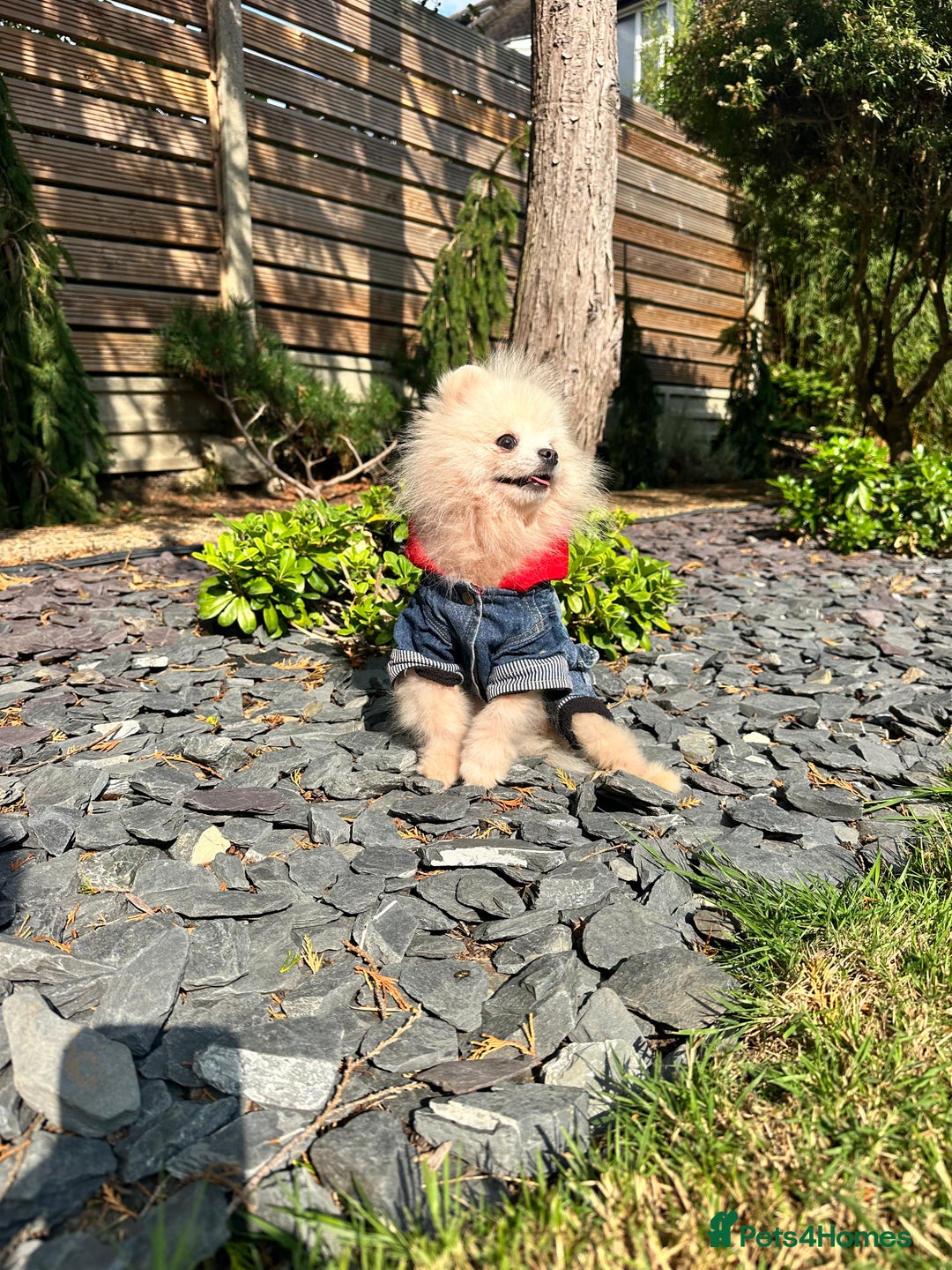 Pomeranian dogs for sale: White and Cream Pomeranian Boys in London - Image 1