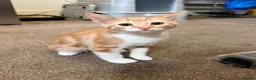 Mixed Breed cats for sale: 13-Week-Old Ginger & White Male Kitten in Blackburn - Advert 6