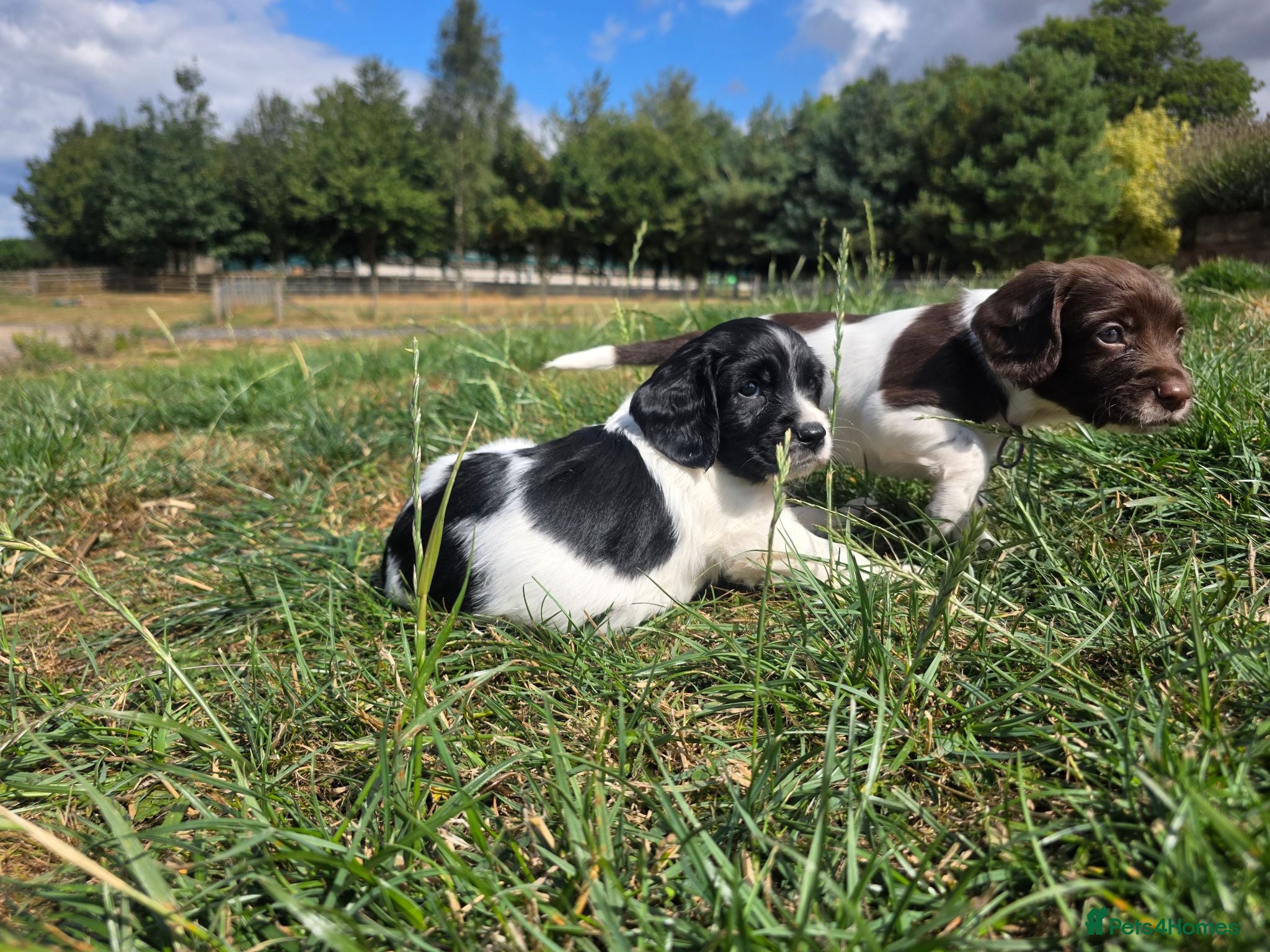 English Springer Spaniel dogs Stunning litter of English Springer Spaniels  - Advert 7