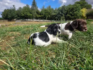 English Springer Spaniel dogs Stunning litter of English Springer Spaniels - Advert 5