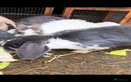 French Lop rabbits for sale: 9 Mixed Family of rabbits, Holland Lop - Image 4