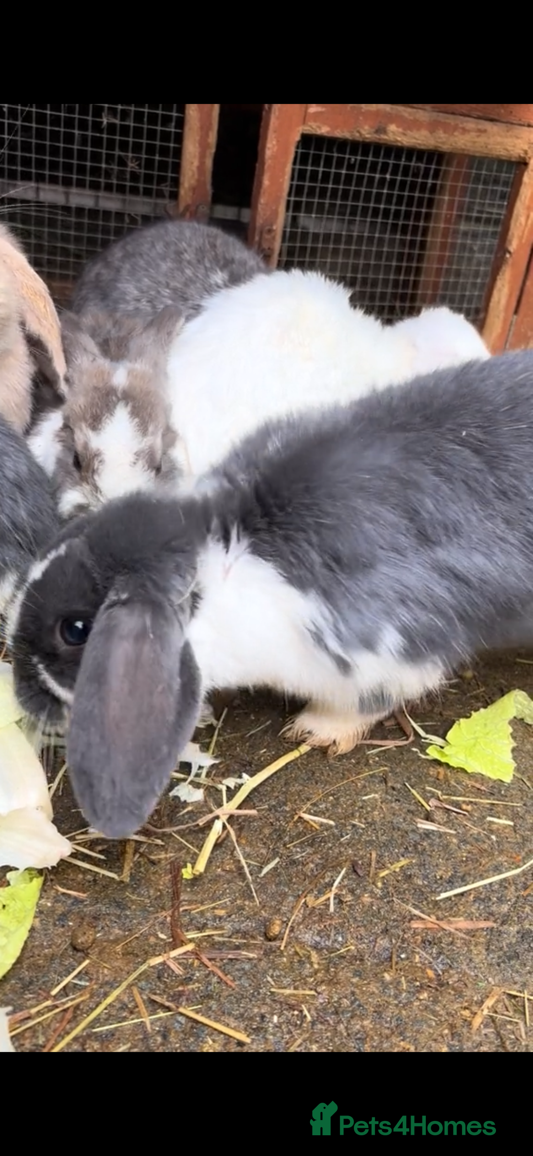 French Lop rabbits for sale: 9 Mixed Family of rabbits, Holland Lop - Image 4