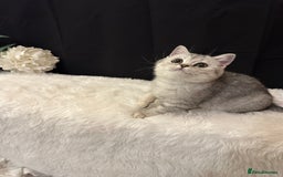British Shorthair cats for sale: Silver Spotted Full Pedigree Registered BSH - Image 13