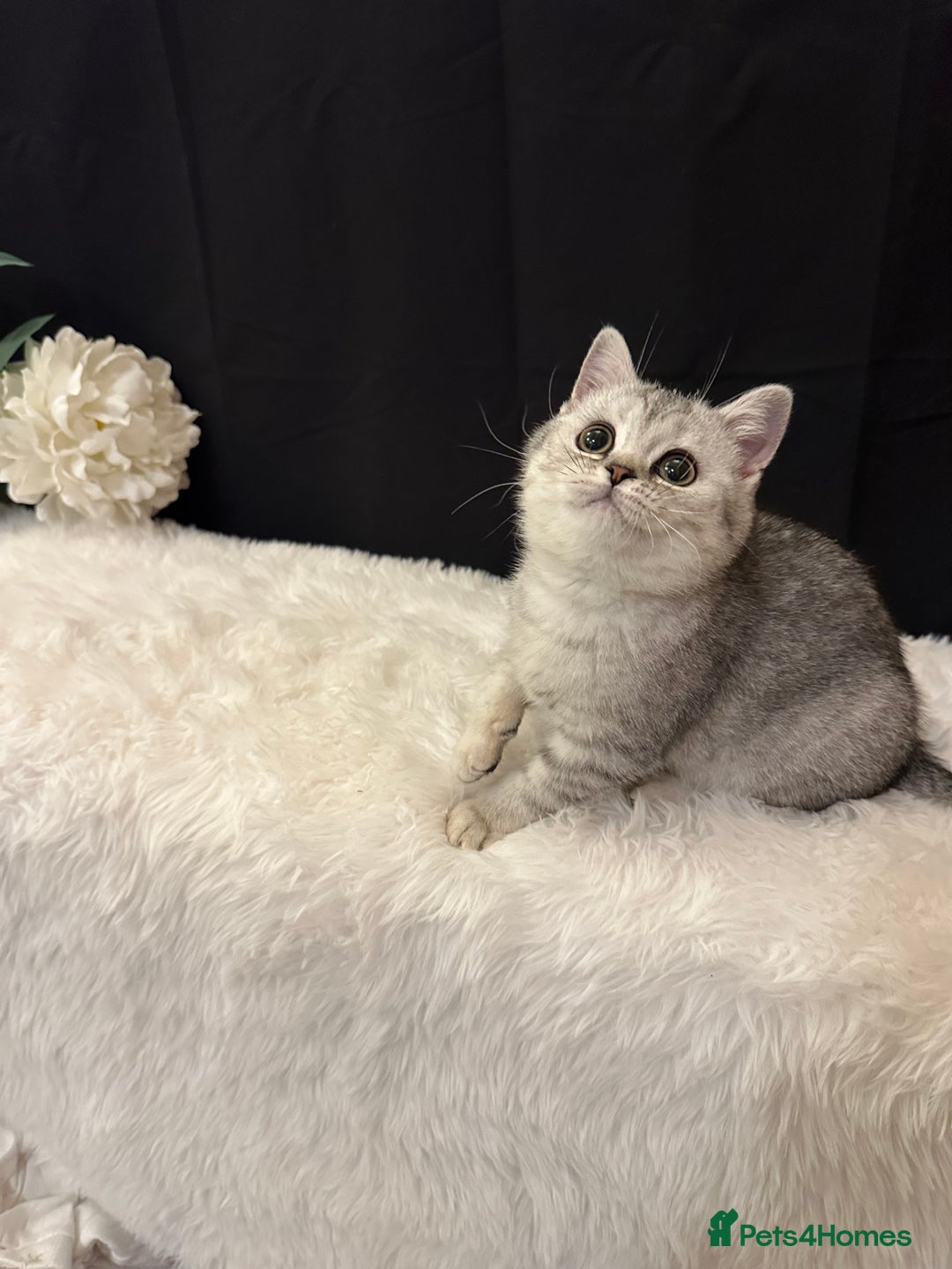 British Shorthair cats for sale: Silver Spotted Full Pedigree Registered BSH - Image 13