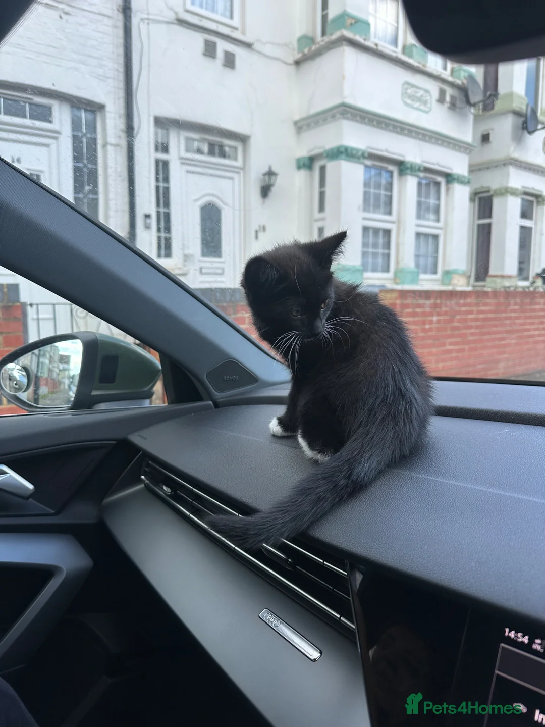 Mixed Breed cats for sale: MIXED BRITISH SHORTHAIR MALE - Advert 5