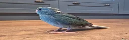 Parakeets birds for sale: Kakariki babies  - Advert 11