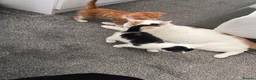 Mixed Breed cats for sale: 3 males, 1 female from loving family home - Advert 8
