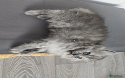 Persian cats for sale: Persian kittens for sale - Image 32