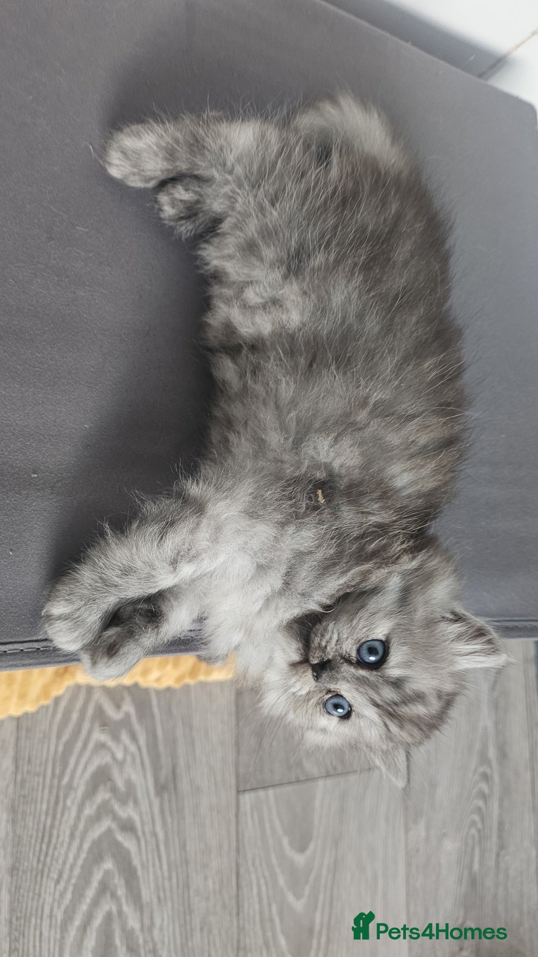 Persian cats for sale: Persian kittens for sale - Image 32