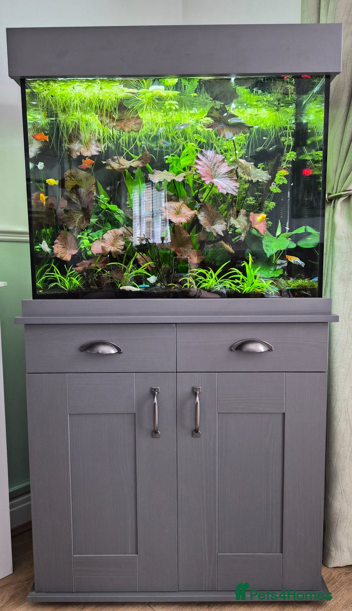 Other/Mixed Breed fish Fishtank complete with fish - Advert 7
