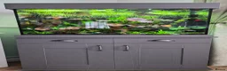 Other/Mixed Breed fish for sale: Fishtank complete with fish - Advert 1