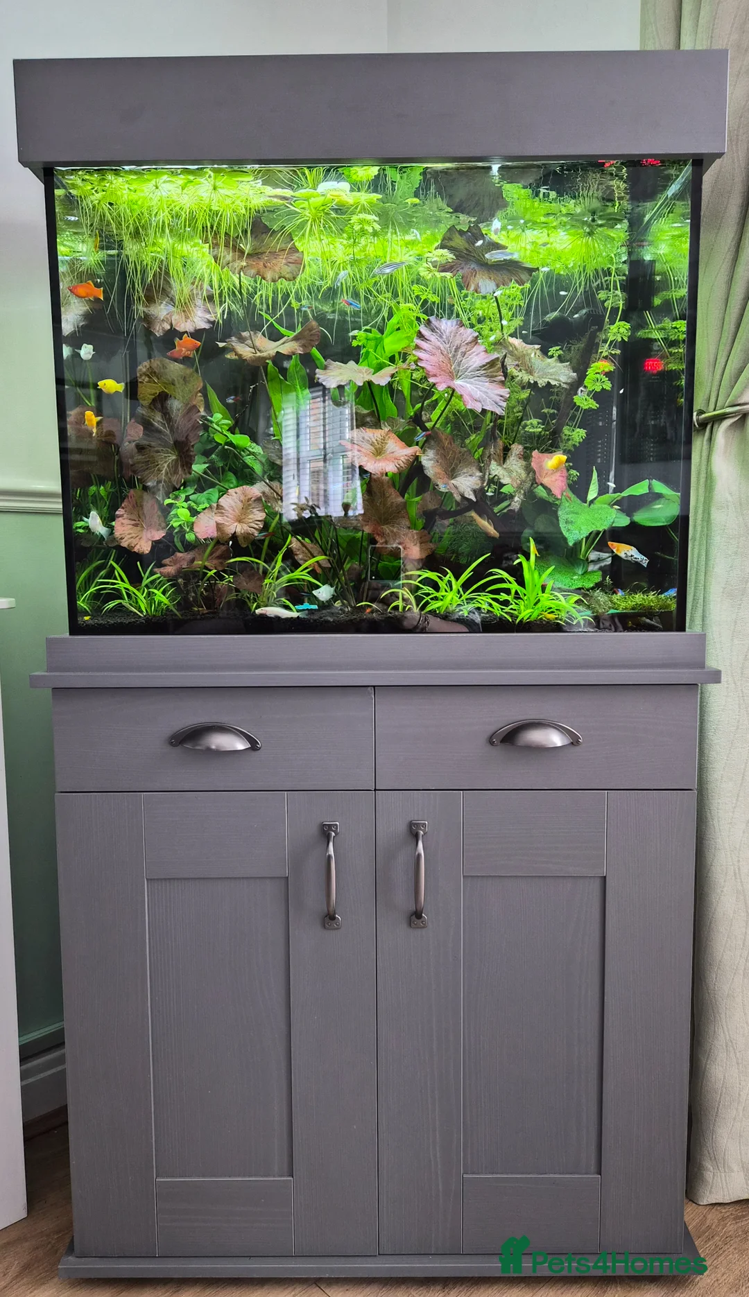 Other/Mixed Breed fish for sale: Fishtank complete with fish - Advert 1