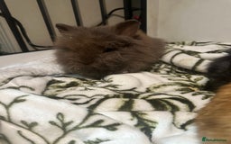 Mini Lion Lop rabbits for sale: Mini lion lop babies  - Image 7