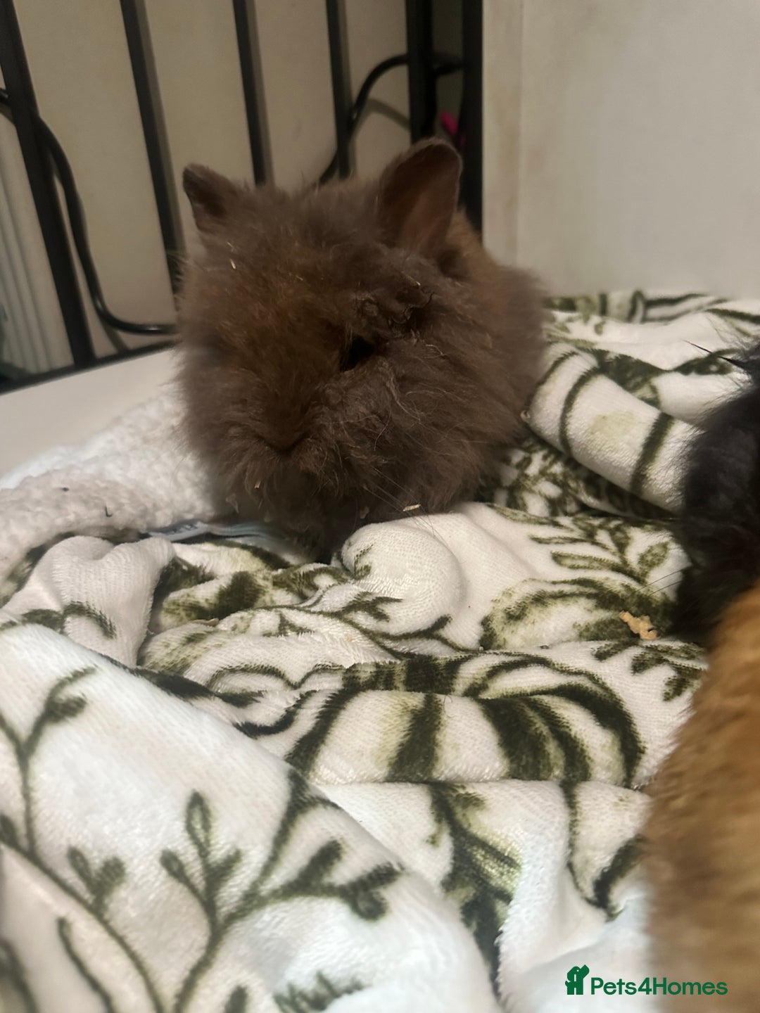 Mini Lion Lop rabbits for sale: Mini lion lop babies  - Image 7