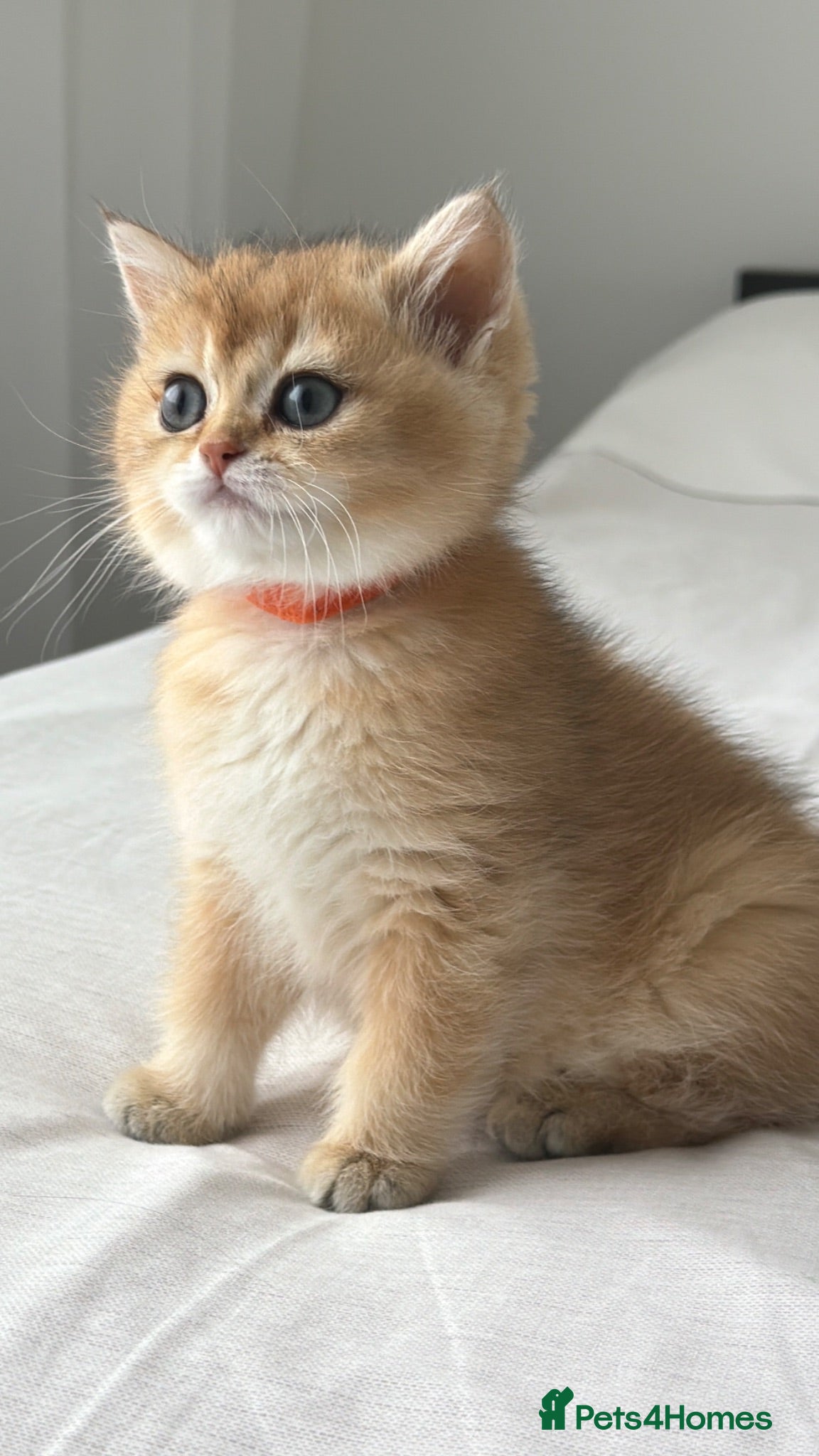 British Shorthair cats Exception quality,Champion bloodlines GCCF/TICA🏆 - Advert 2