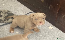 Olde English Bulldogge dogs for sale: Old English bulldog puppies - Image 20