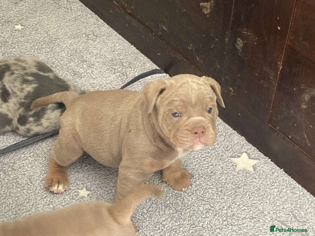 Olde English Bulldogge dogs for sale: Old English bulldog puppies - Image 20