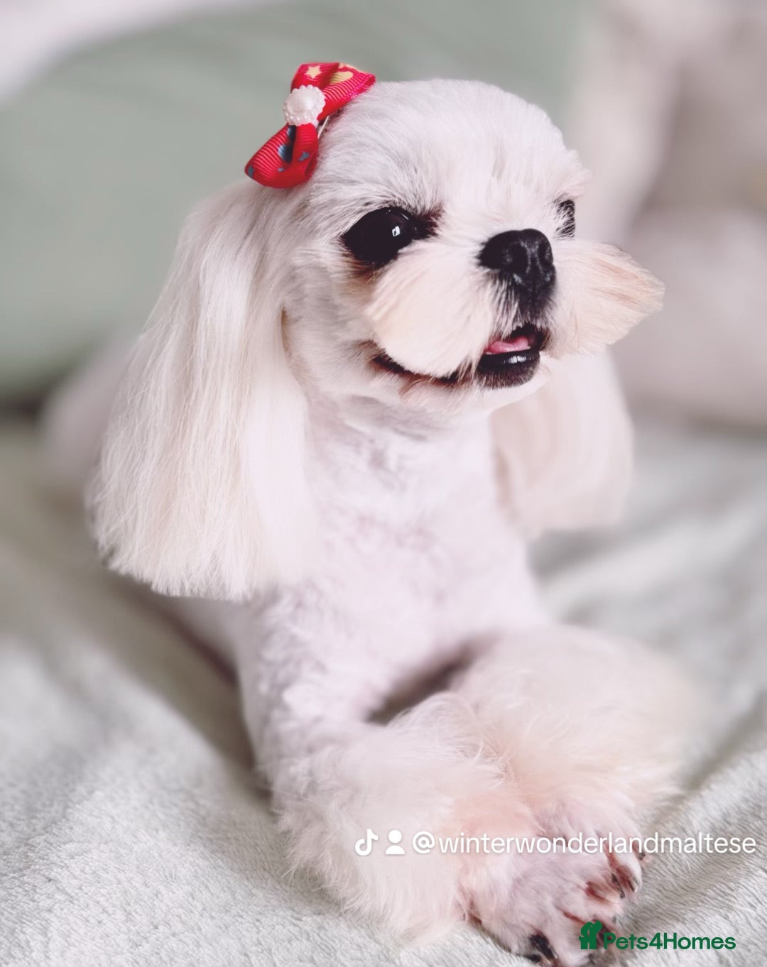 Maltese dogs for stud: 🩵Extreme Face Korean Maltese For Stud 🧬 CLEAR🩵 - Image 5