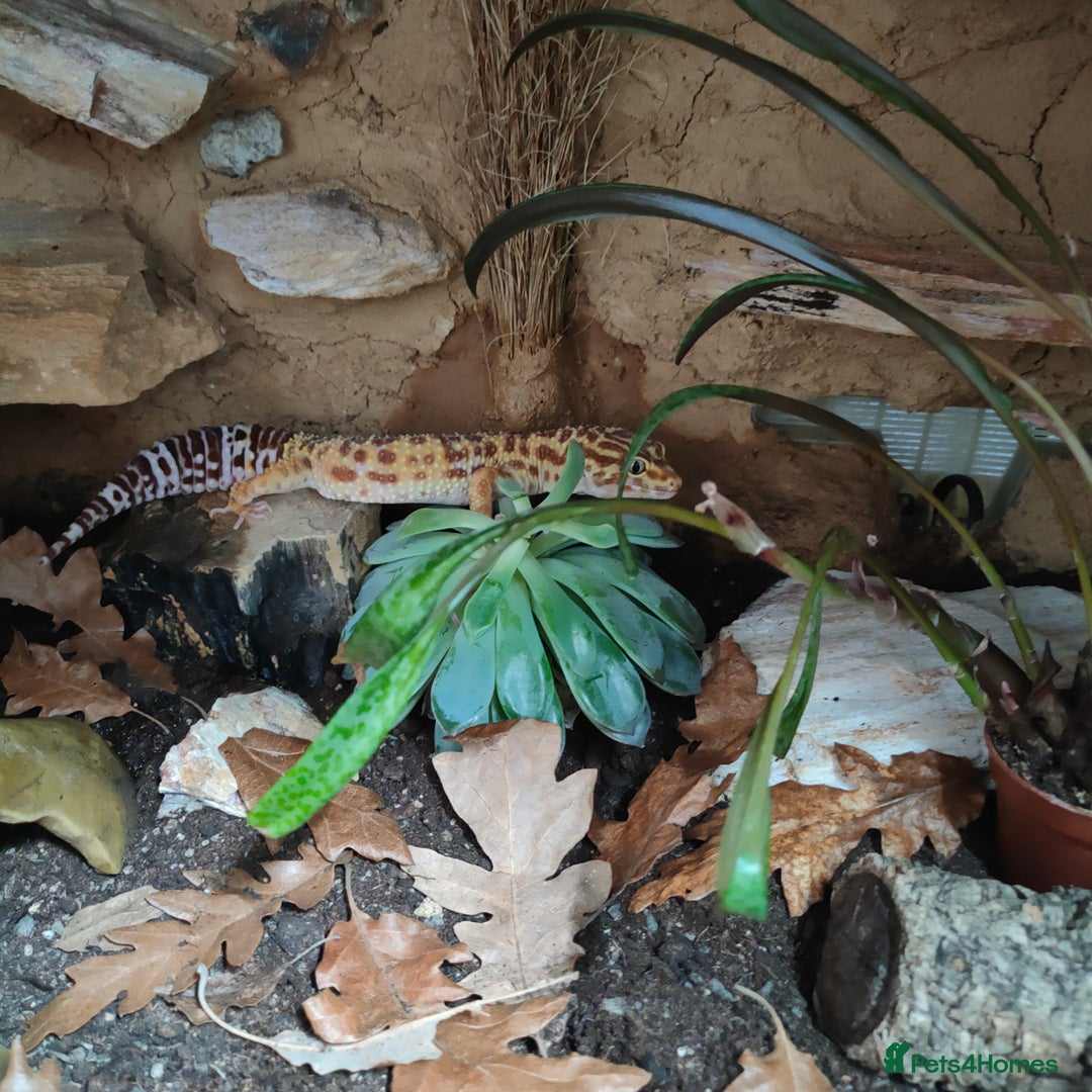 Leopard Gecko reptiles for sale: Female temper albino mack snow leopard gecko  - Image 4