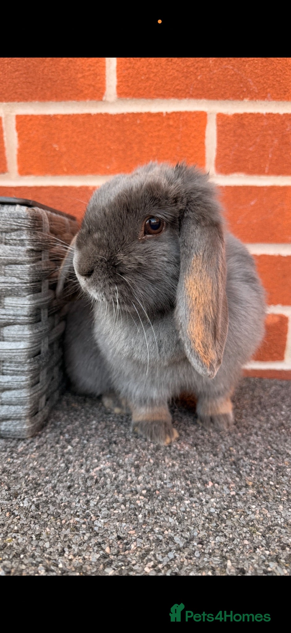 Mini Lop rabbits Female mini loop for sale 🥰 - Advert 2