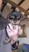 Yorkshire Terrier dogs Pedigree Yorkshire terrier puppy's - Advert 1