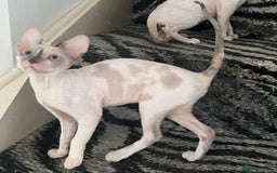 Cornish Rex cats for sale: Stunning ready to leave now Cornish Rex Female  - Image 5