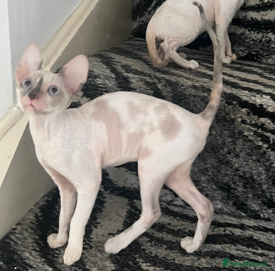 Cornish Rex cats for sale: Stunning ready to leave now Cornish Rex Female  - Image 5