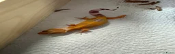 Leopard Gecko reptiles for sale: Leopard geckos - Advert 15