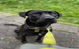Mixed Breed dogs for sale: Belgian Malinois / Turkish Kangal / Cane Corso - Image 10