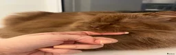 British Longhair cats for sale: Cinnamon British long hair girl 🧡 - Advert 8