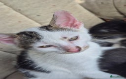 Mixed Breed cats for sale: Adorable 7 Mixed Breed Kittens 🐾 - Image 5