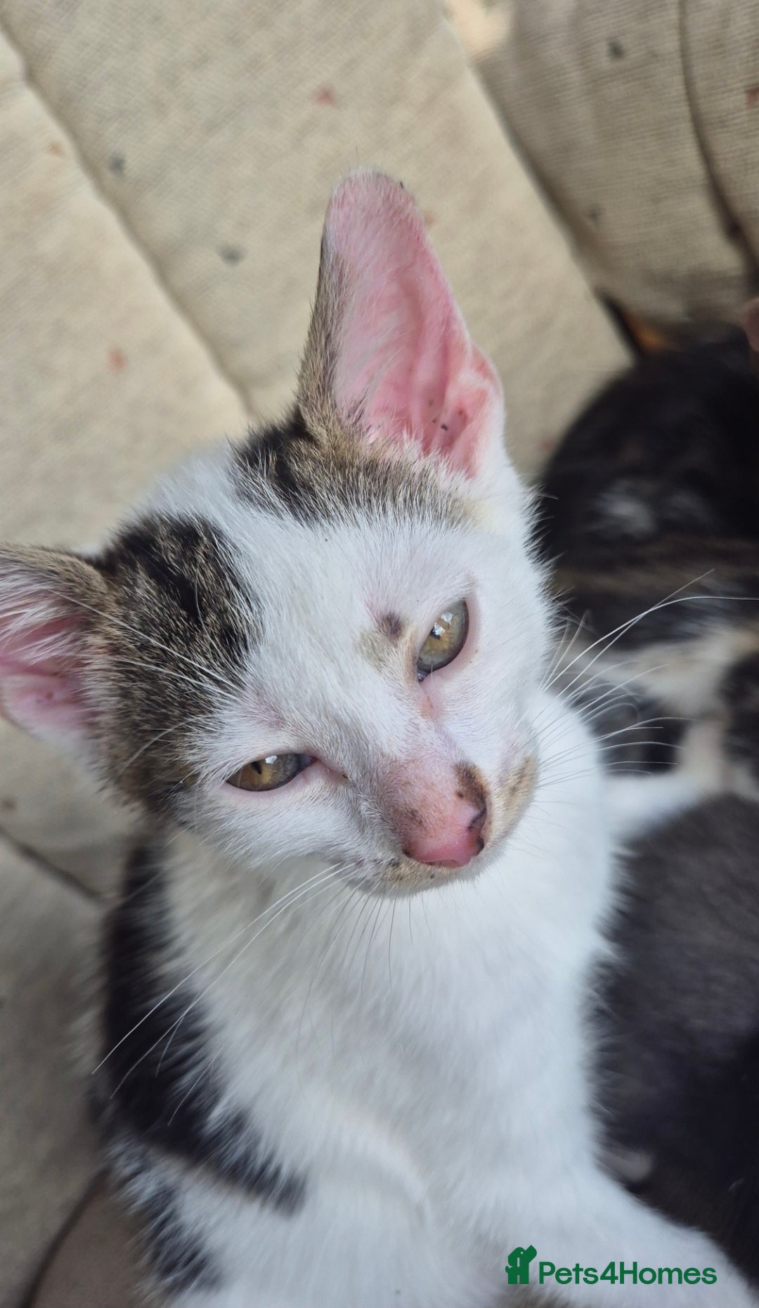 Mixed Breed cats for sale: Adorable 7 Mixed Breed Kittens 🐾 - Image 5