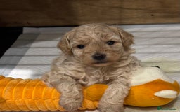 Mixed Breed dogs for sale: Cockapoo/poochon - Image 14