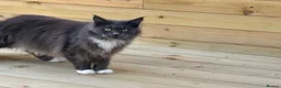 Maine Coon cats for sale: Beautiful full breed Male Maine coon blue  - Advert 6