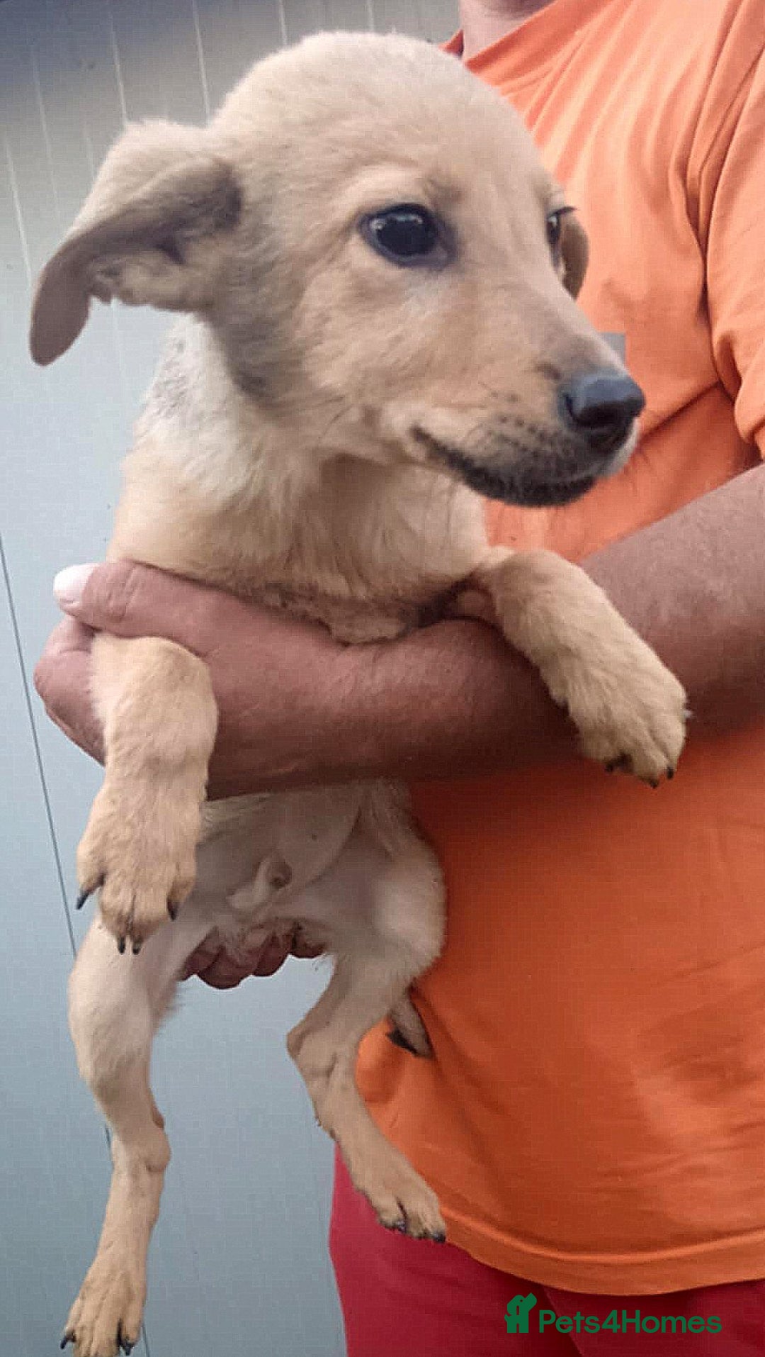 Mixed Breed dogs for adoption: 💖 MORGAN – A gentle boy with a sunny nature 💖 - Advert 4