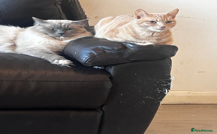 Ragdoll cats - Advert 1