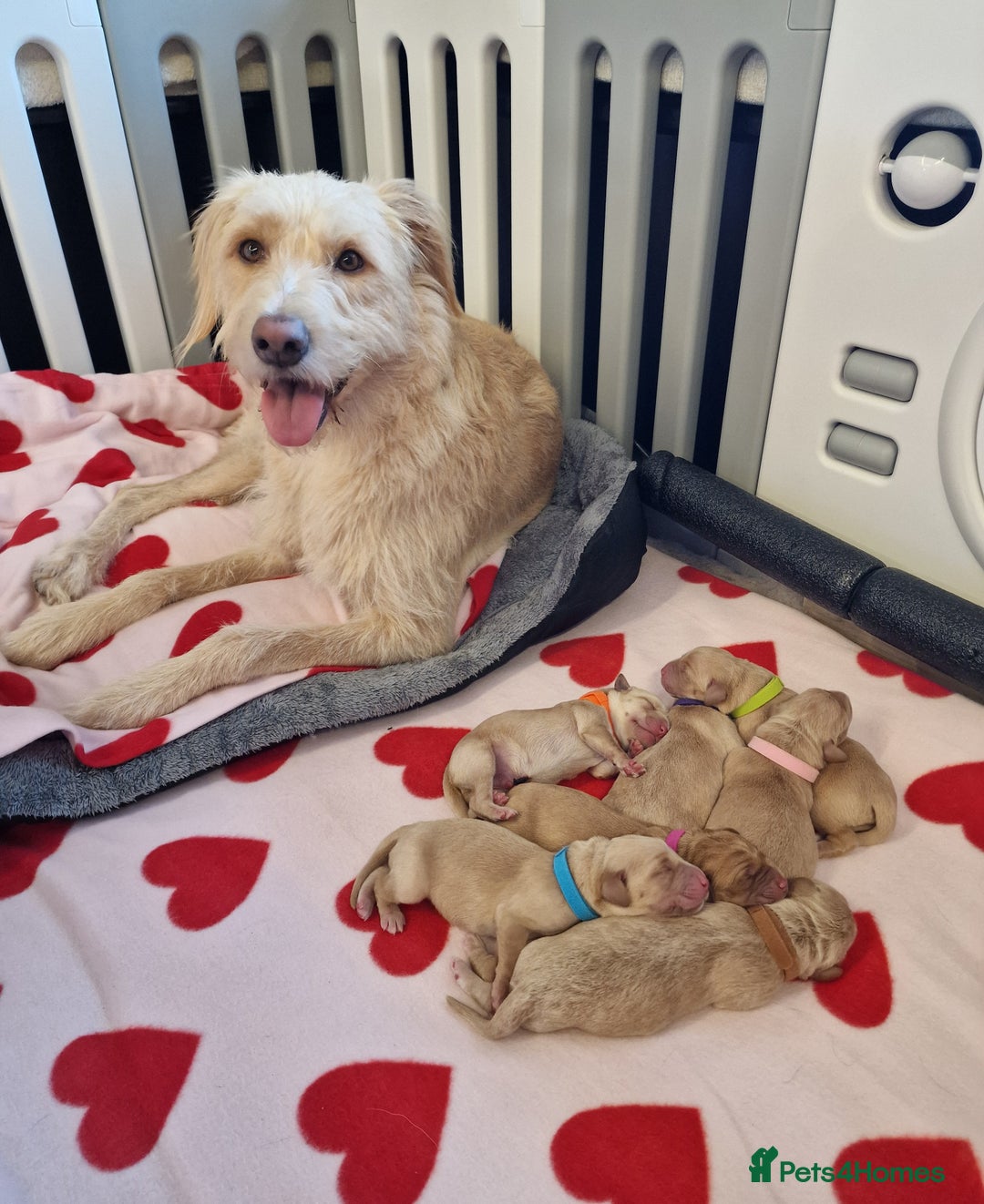 Mixed Breed dogs for sale: Labrador Cross Pups - Image 8