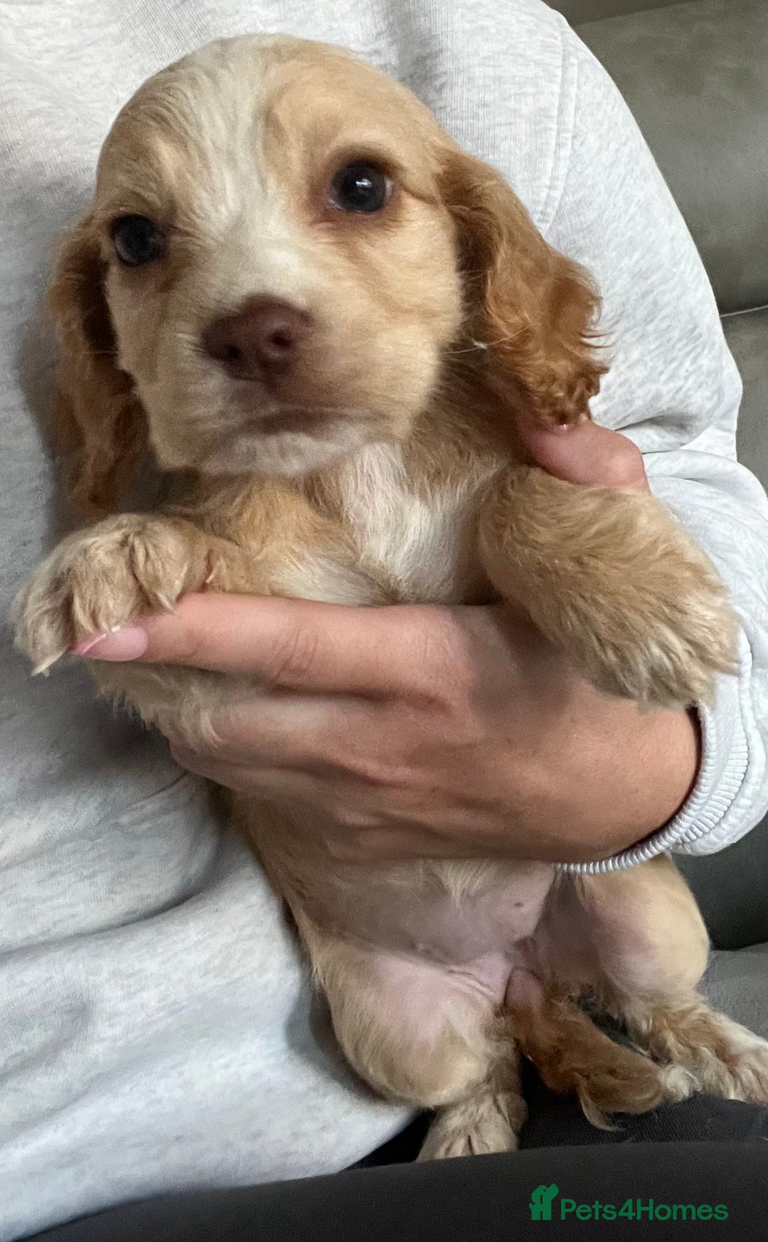 Cocker Spaniel dogs for sale: Cocker spaniel pups 🐾 - Image 17